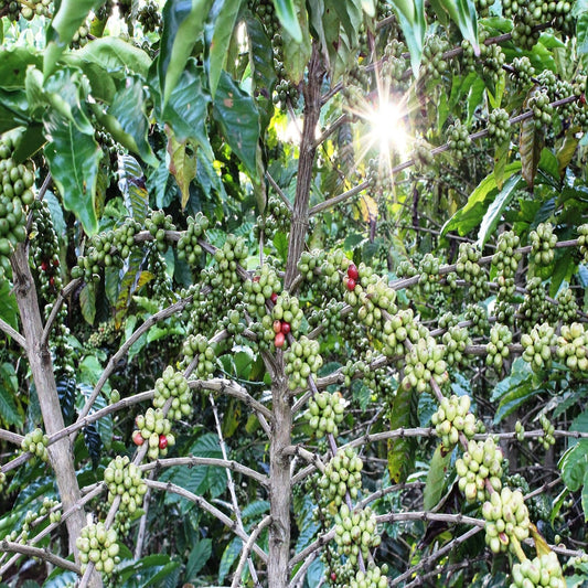 Wildkaffee - Bonga - Äthiopien - Vorbestellung