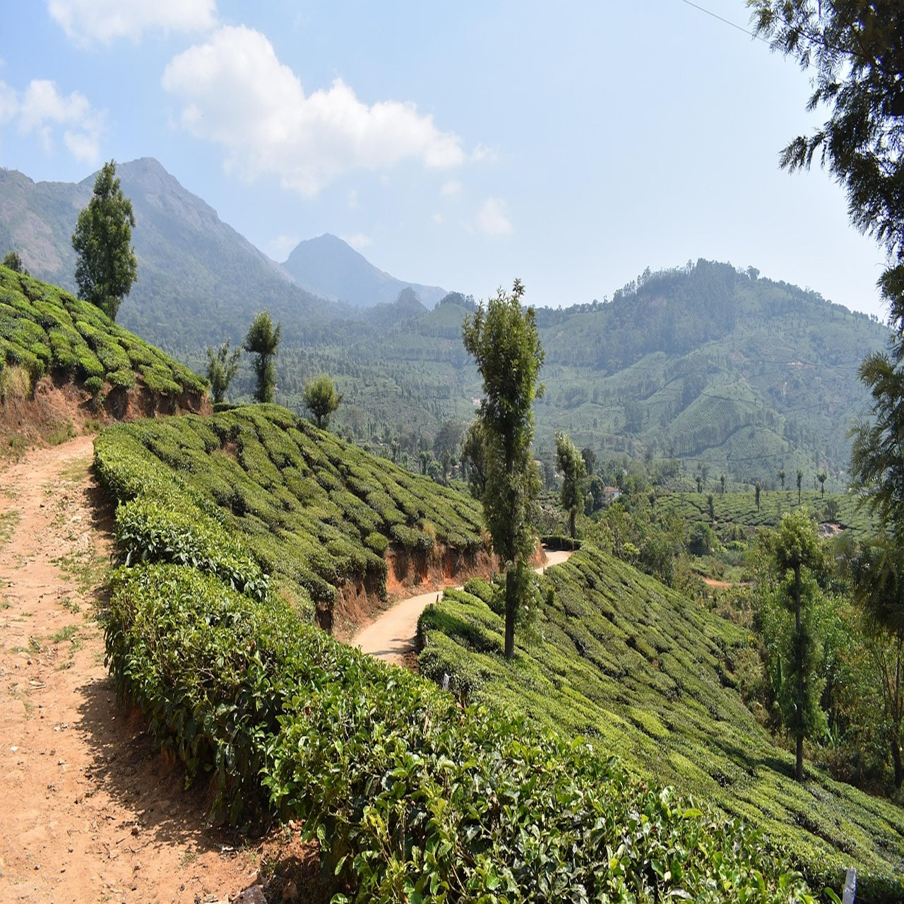 Monsooned Malabar - Indien
