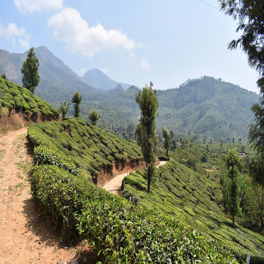 Monsooned Malabar - Indien