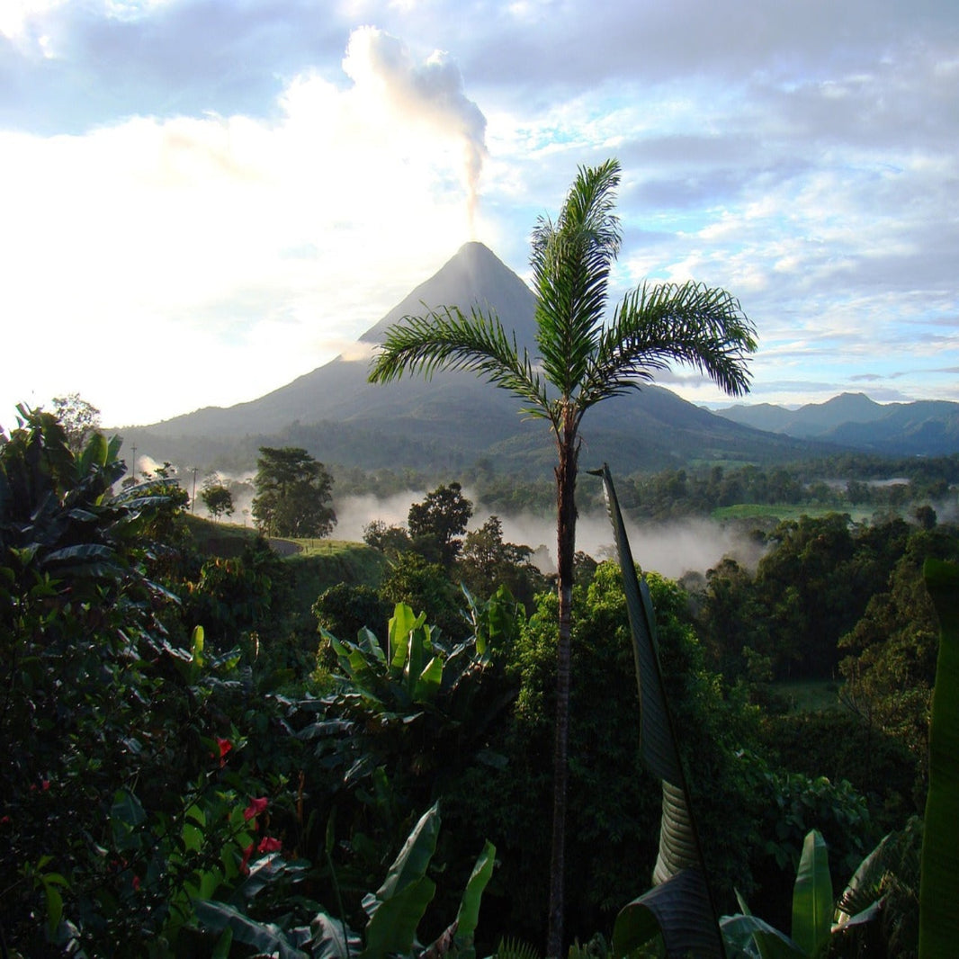 Costa Rica - SHB Rainforest Alliance